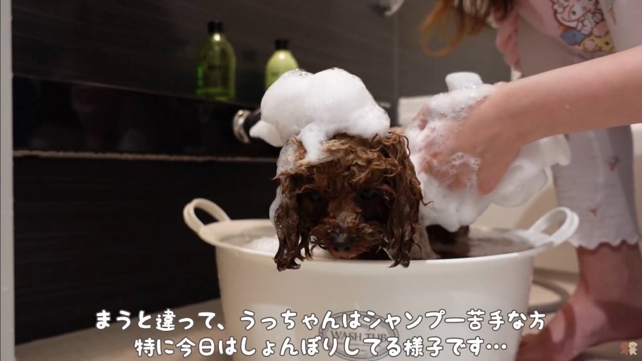 うゆちゃんのシャンプー中の出来事4