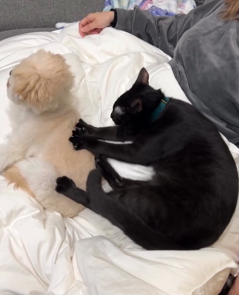 犬の背中をマッサージする猫2