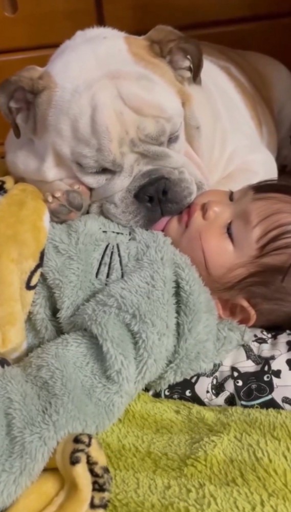 女の子の上に乗って眠る犬