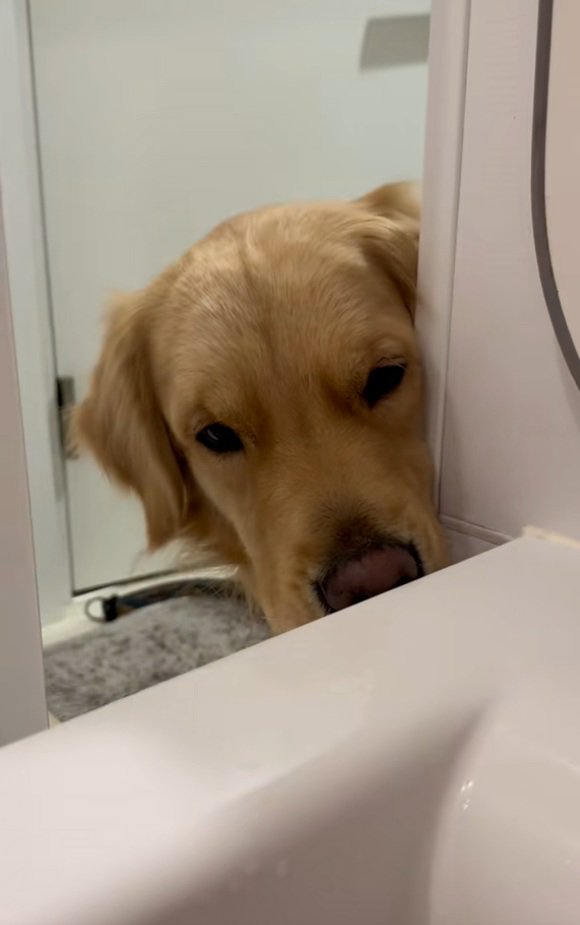 再登場のドドくん