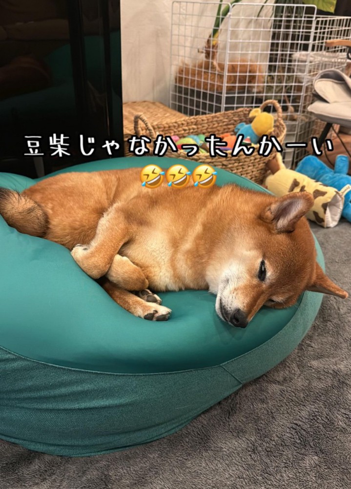 大きくなった豆柴