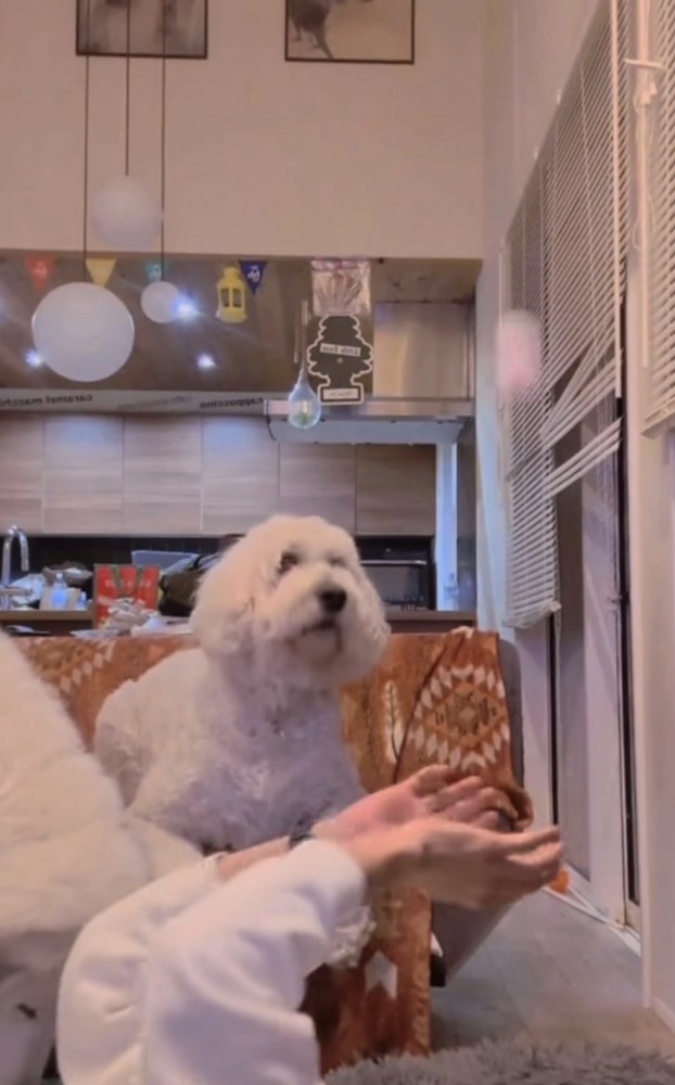 ボールを見つめる犬