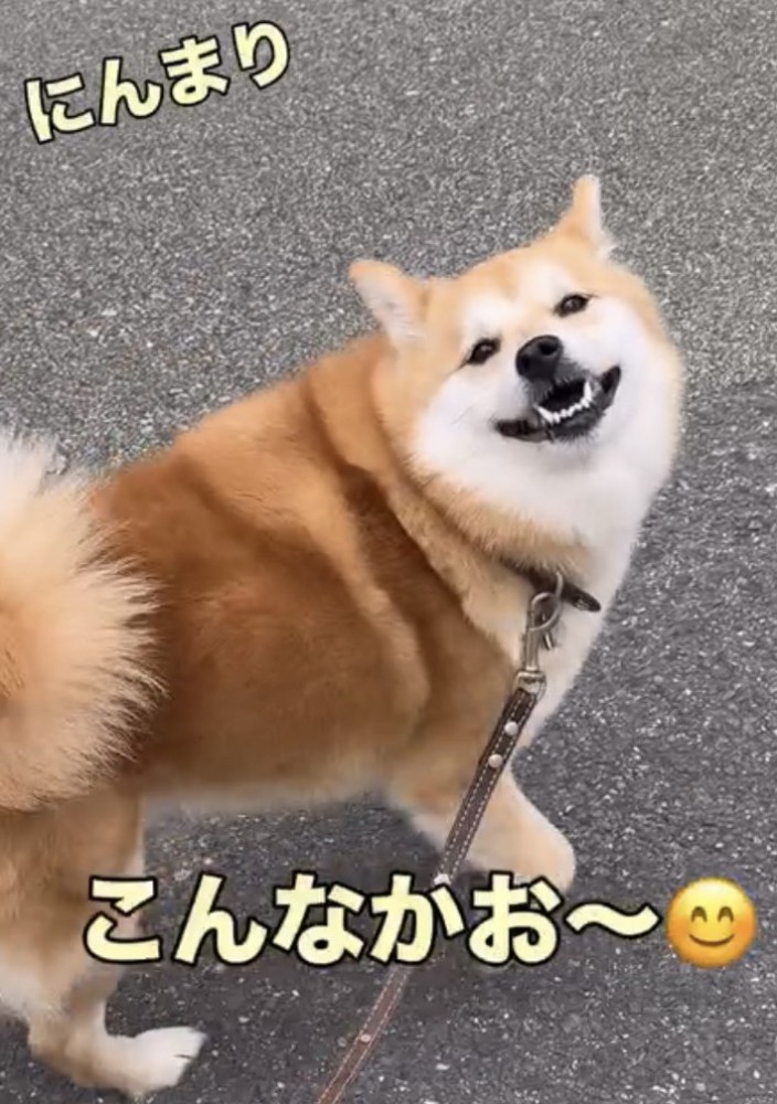 目を細めて微笑む犬