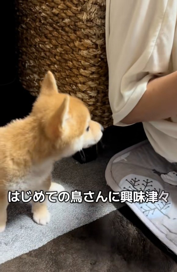 鳥を見るワンコ