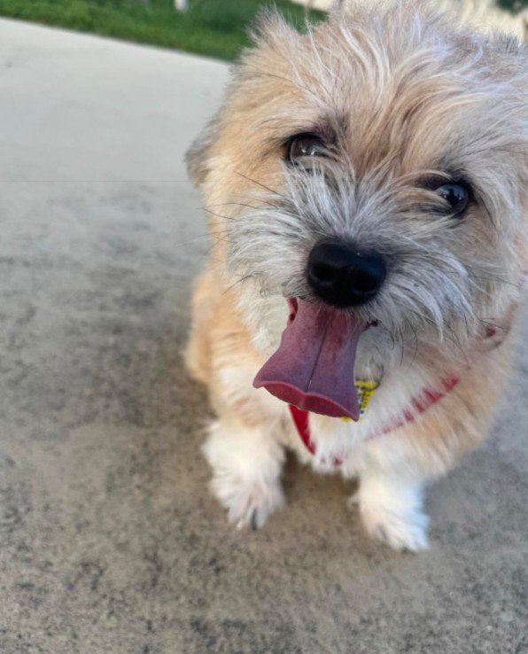 わんこの家族もいるよ