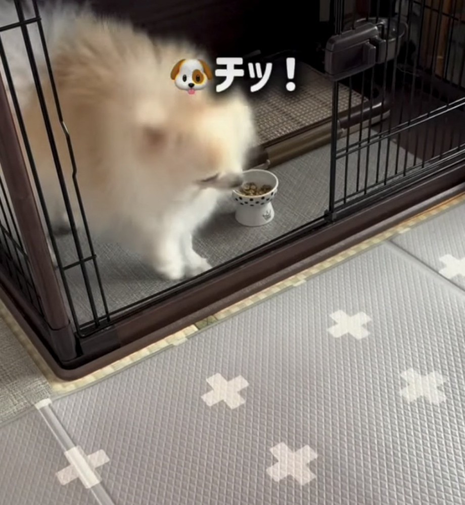 舌打ちしたような犬