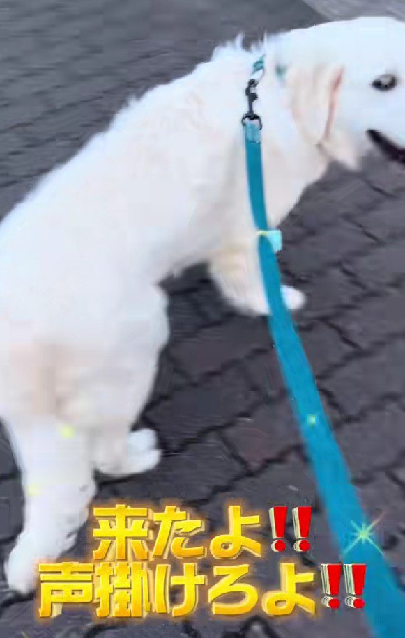 「ホラ！ママが声かけて！！」