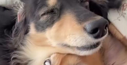 下で寝ていたなのちゃんが