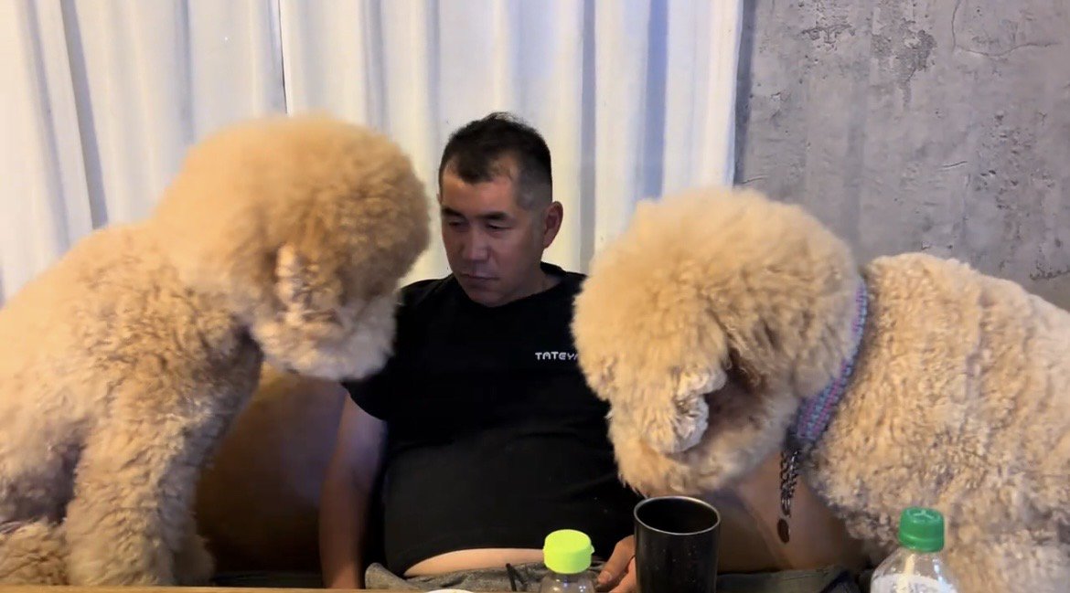 身を乗り出す2頭の犬