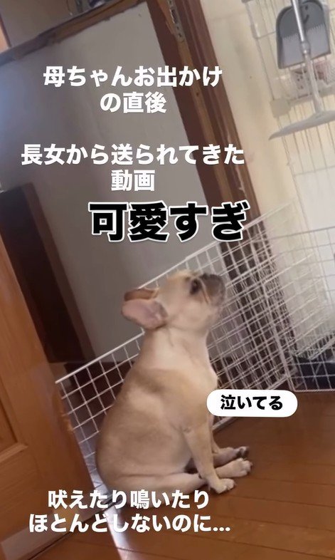 ママさん外出後のこむぎちゃん4