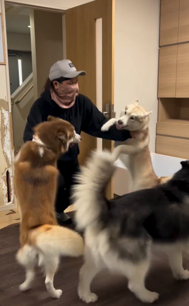 みんなで駆け寄るハスキー