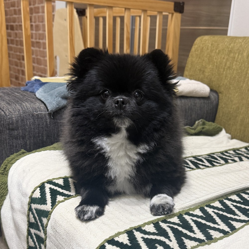 おにぎり
