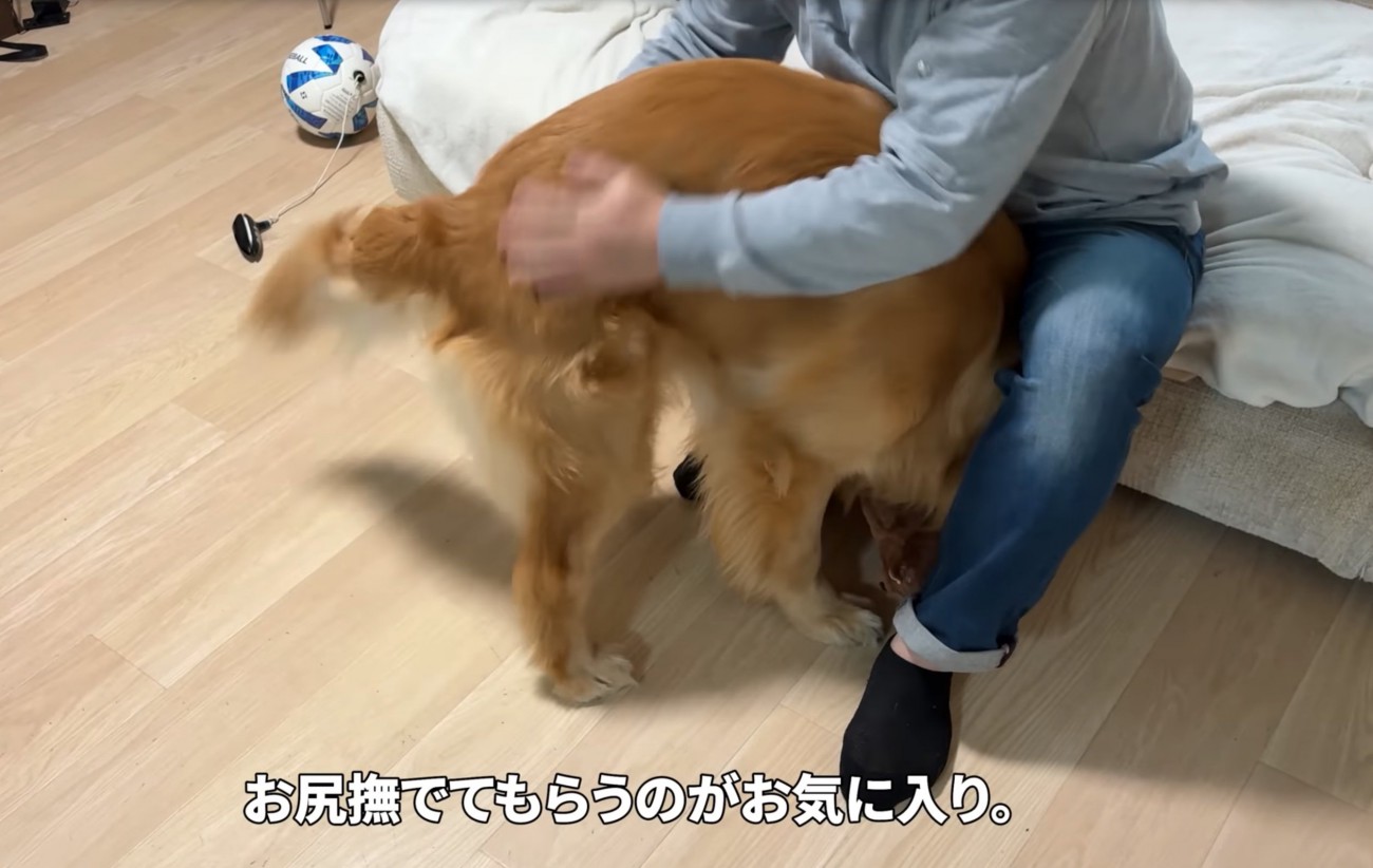足の間に入る犬