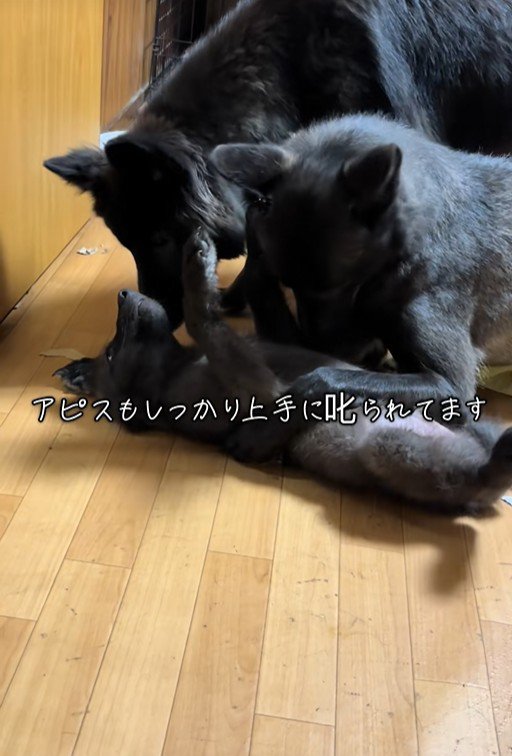 幼いアピスくんを教育してくれたそう