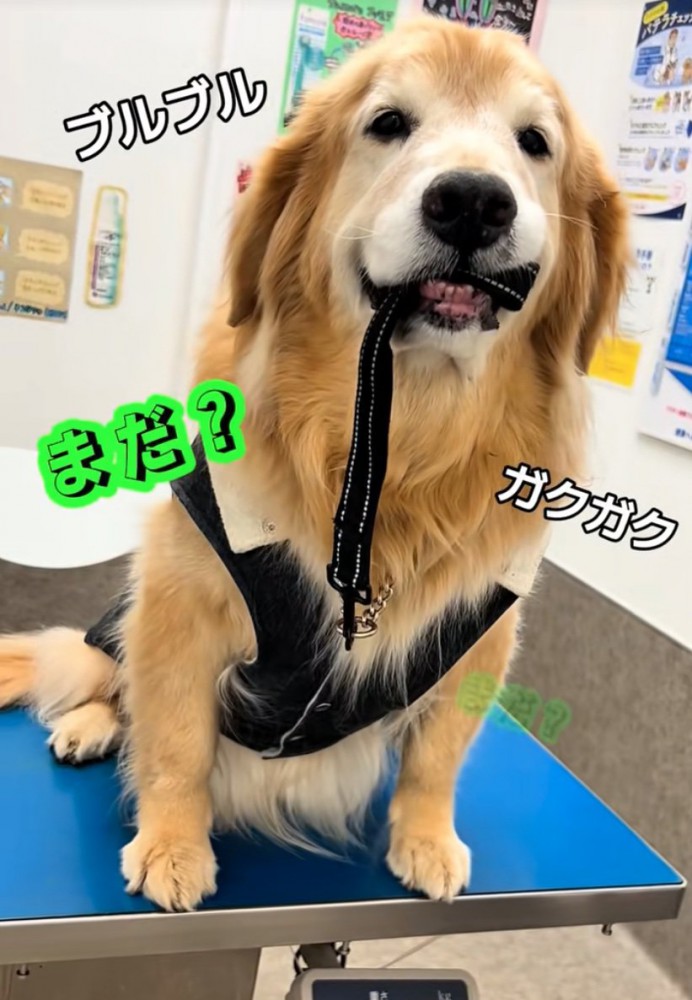 震える大型犬5