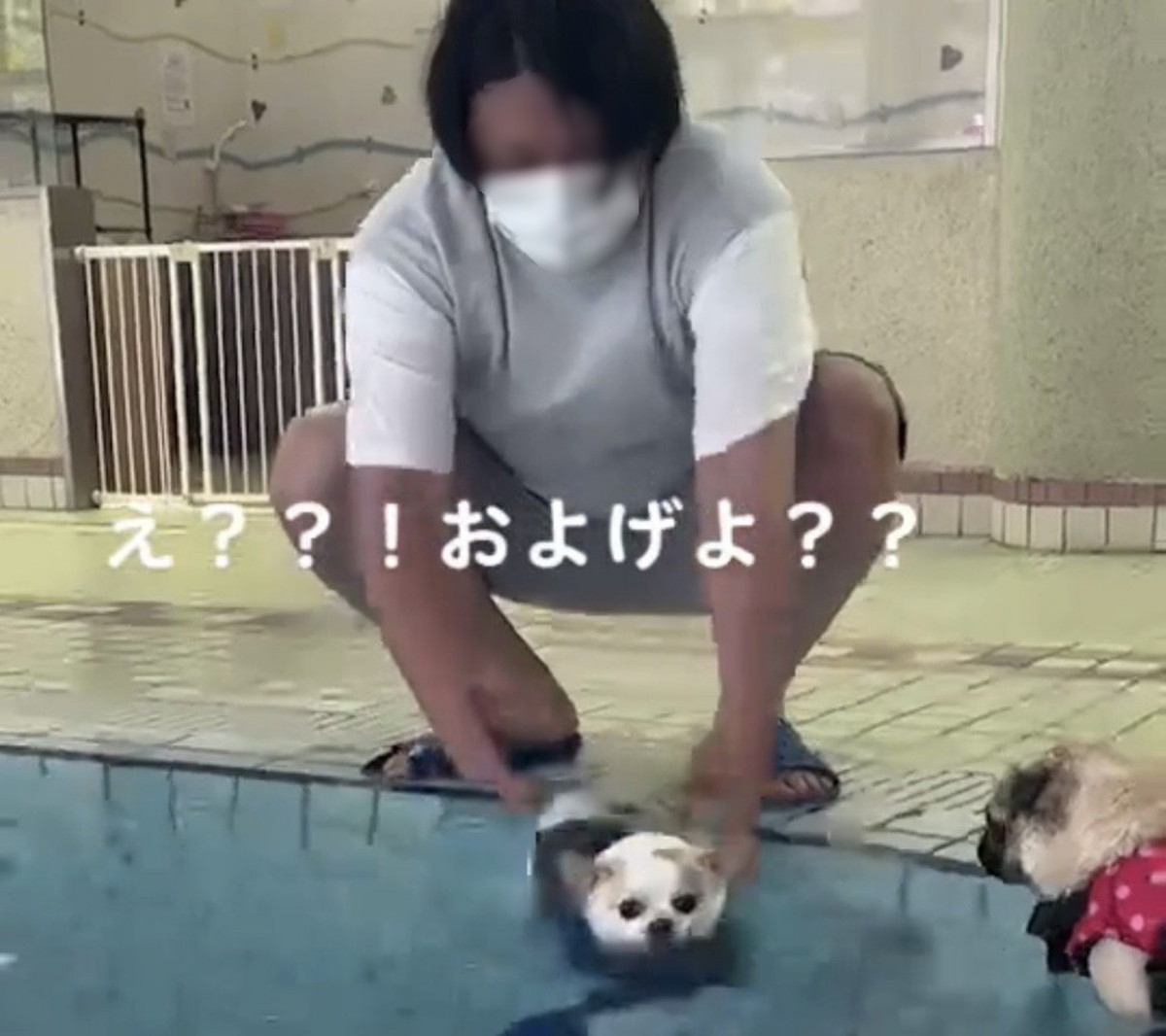 プールに入れられる犬
