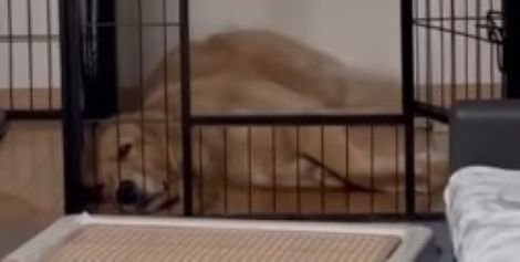 お姉ちゃん帰宅時のこむぎちゃん3