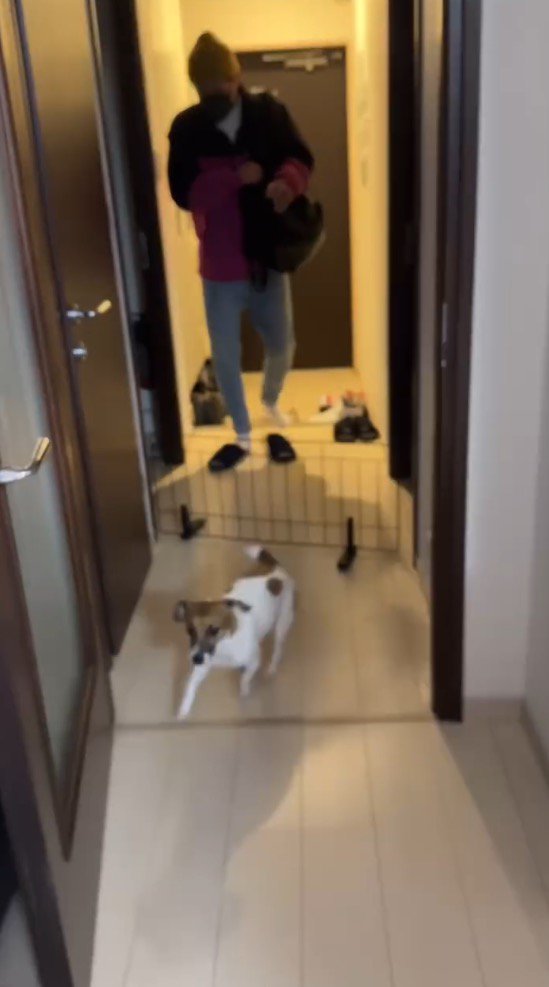 帰宅した男性を見てしっぽを振る犬