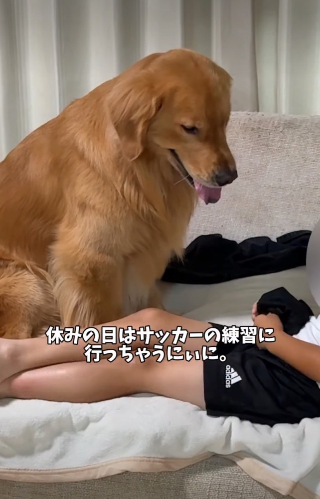 目の前に座る犬