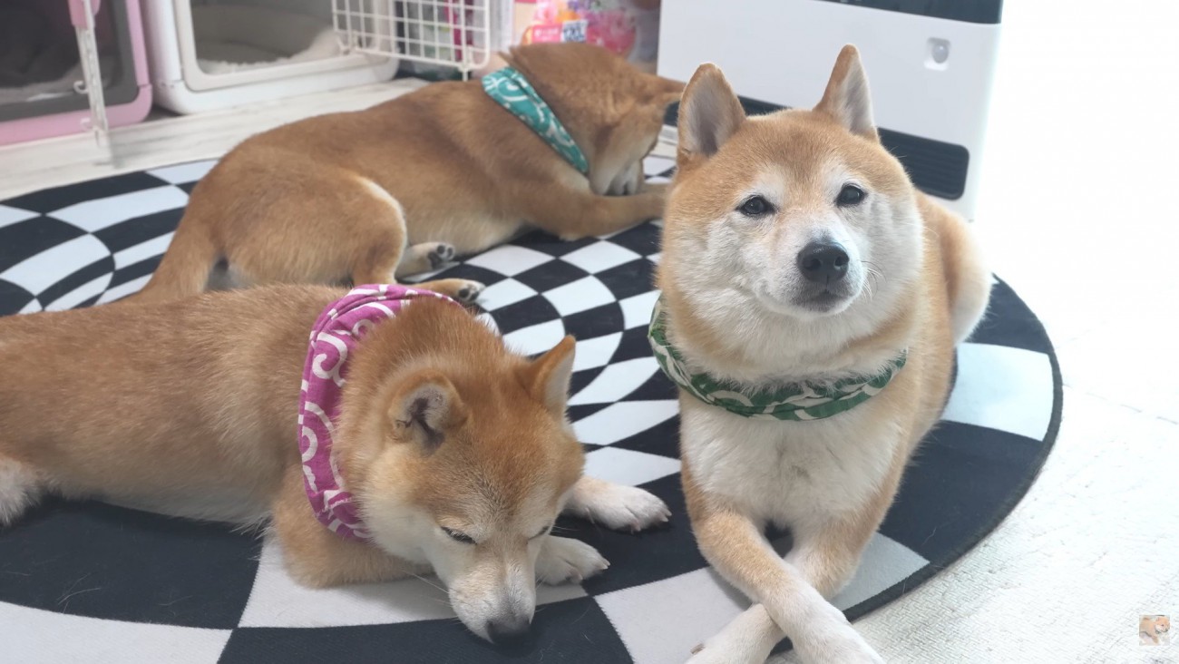 みんなで仲良くぬくぬく♪