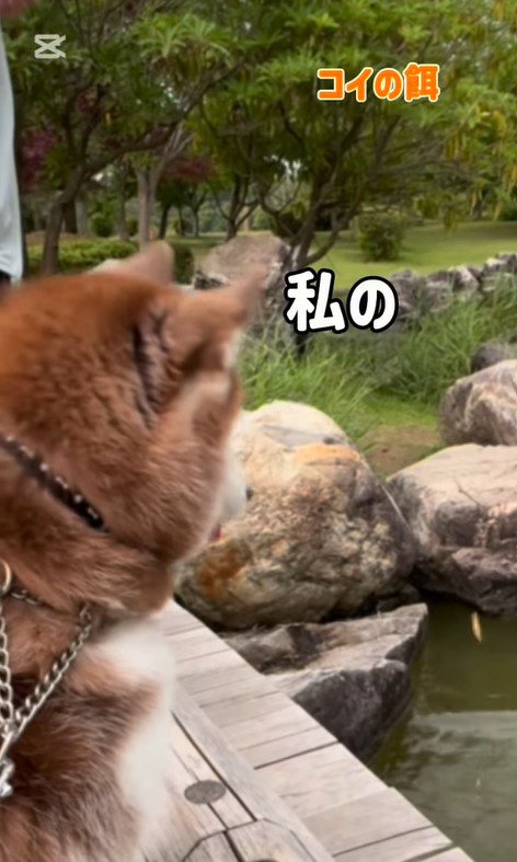 鯉に餌をあげた時のたこやきちゃん5