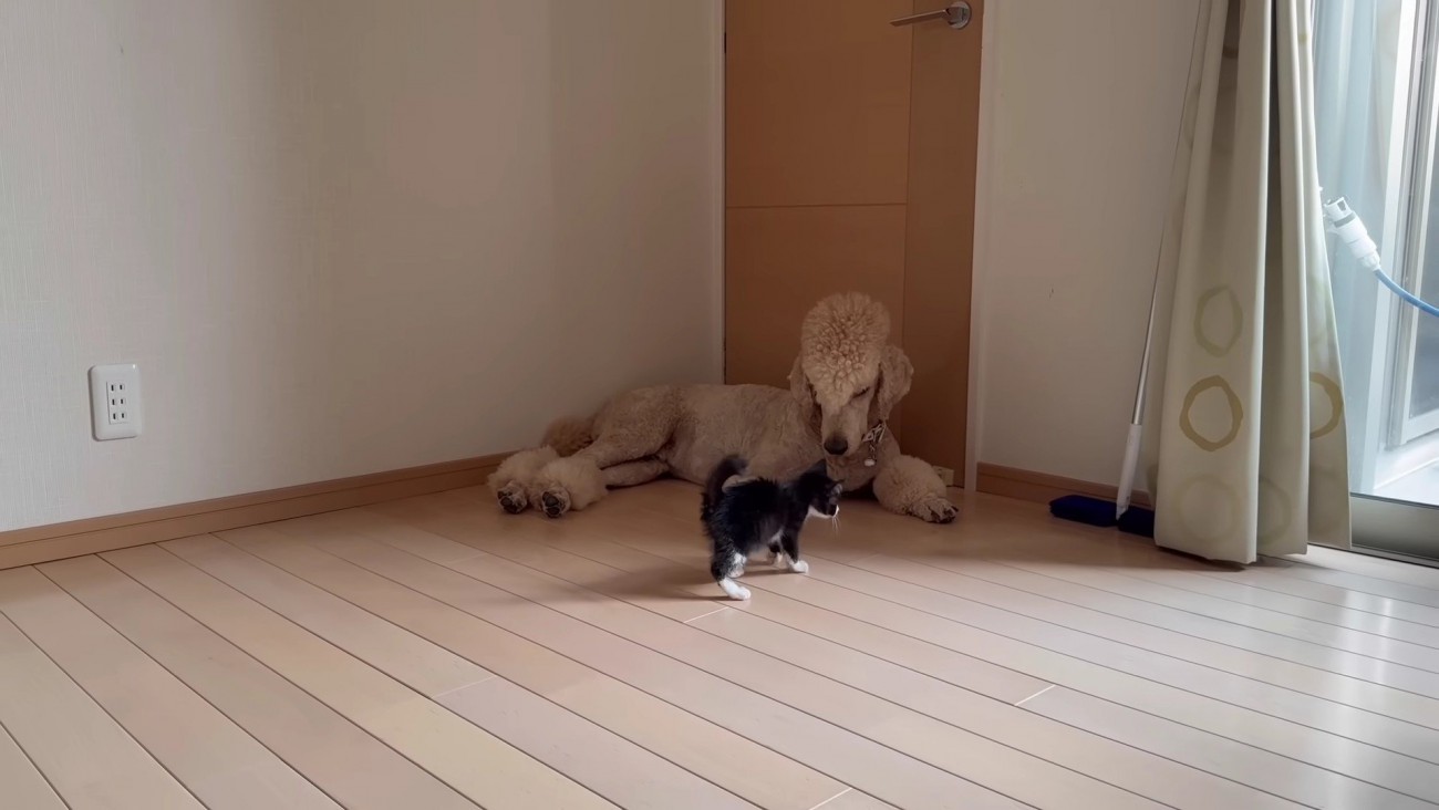 バーニーちゃんに懐いた！！