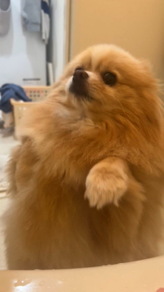 「あっちで大変なことが起きてるの！」