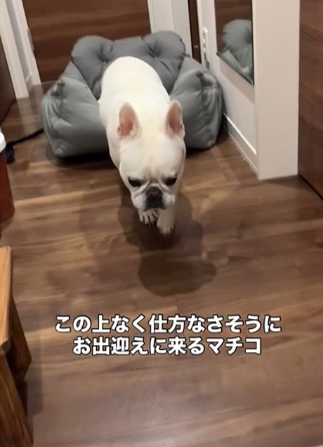 歩いてくる犬