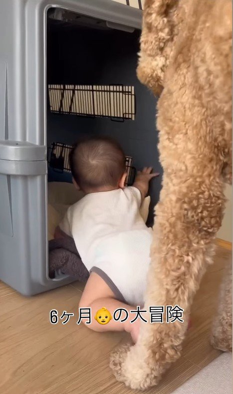 赤ちゃんがクレートに入った時のわたげちゃん5