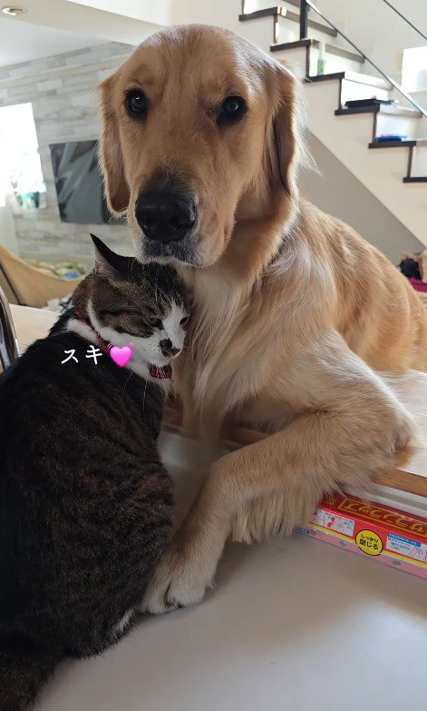 「ママ、どうしよう？」