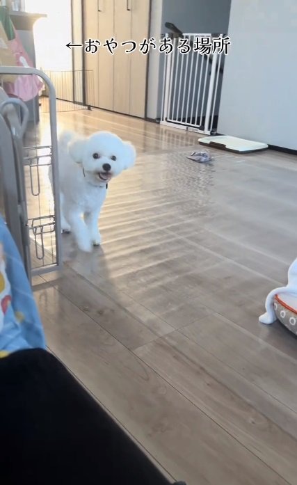 おやつの場所を教えるポテトくん