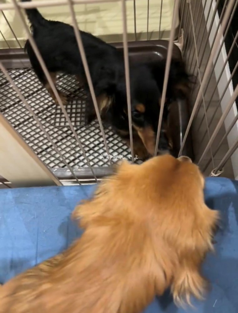 鼻先を合わせる2匹の犬