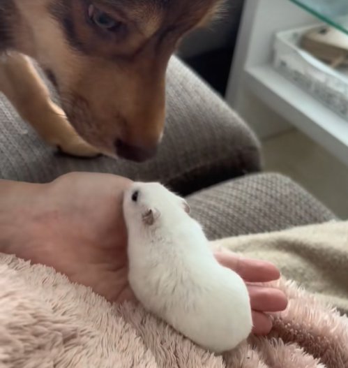 ハムスターを見つめる保護犬