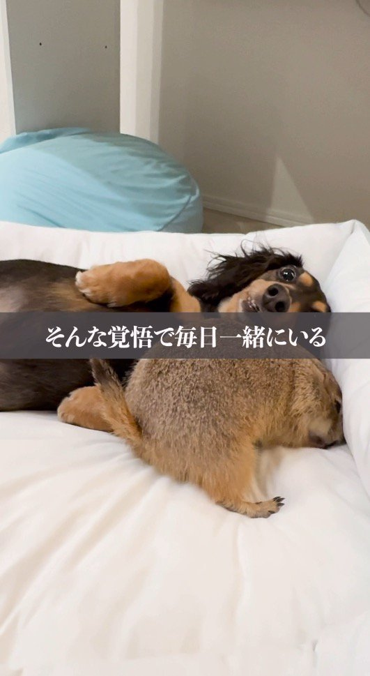 プレーリードッグと一緒に横になる犬