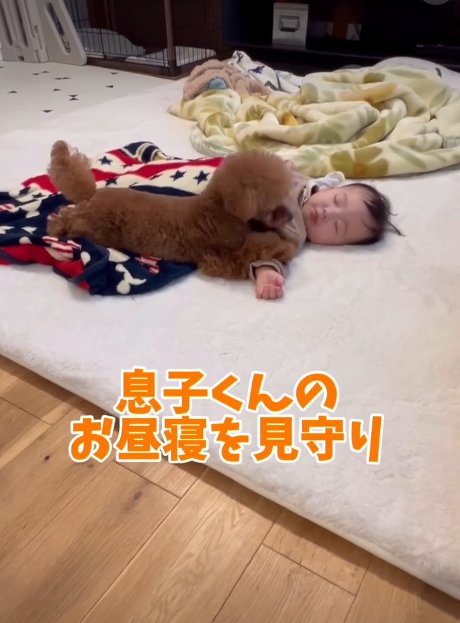 寝ている赤ちゃんと犬1