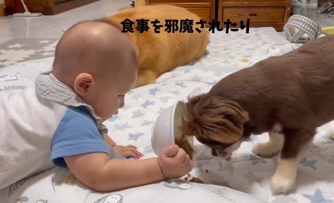 赤ちゃんと柴雄くんと茶太郎くん3