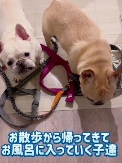 お散歩から帰ったら…