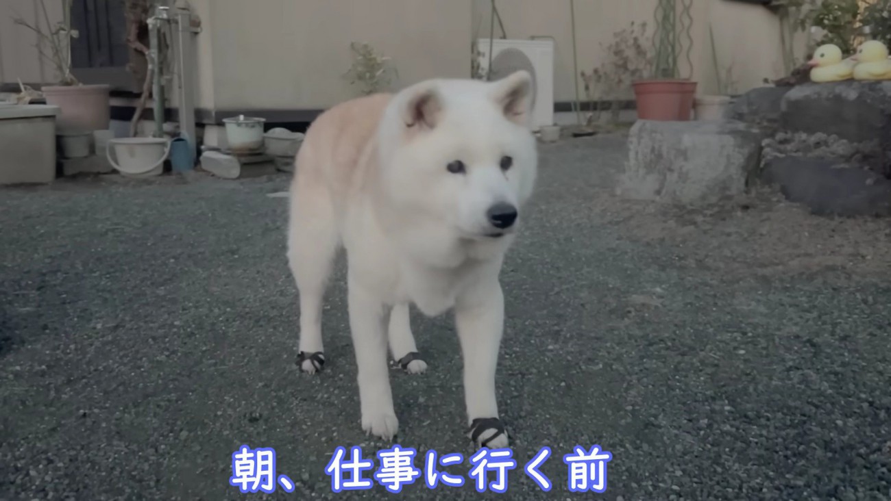 16歳の柴犬「あい」ちゃん