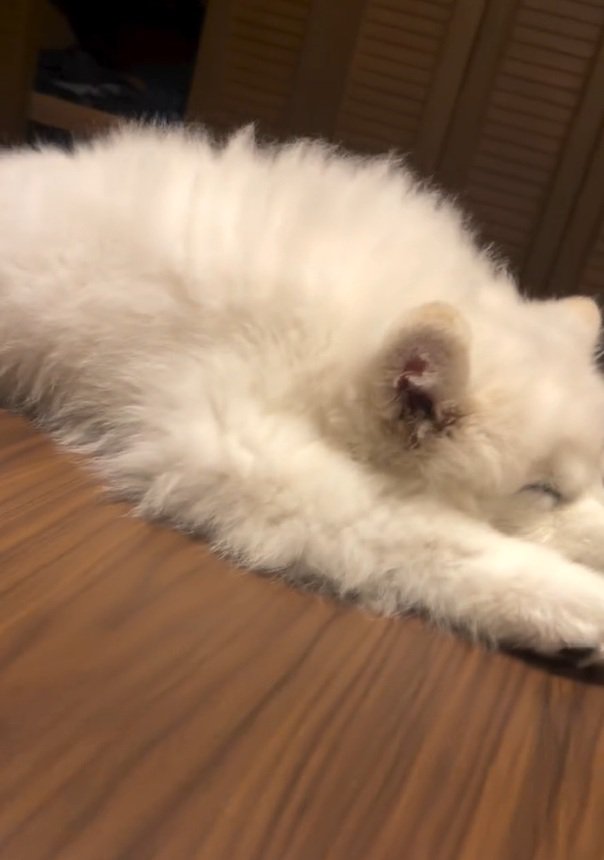 顔が見えてきたごえもん君