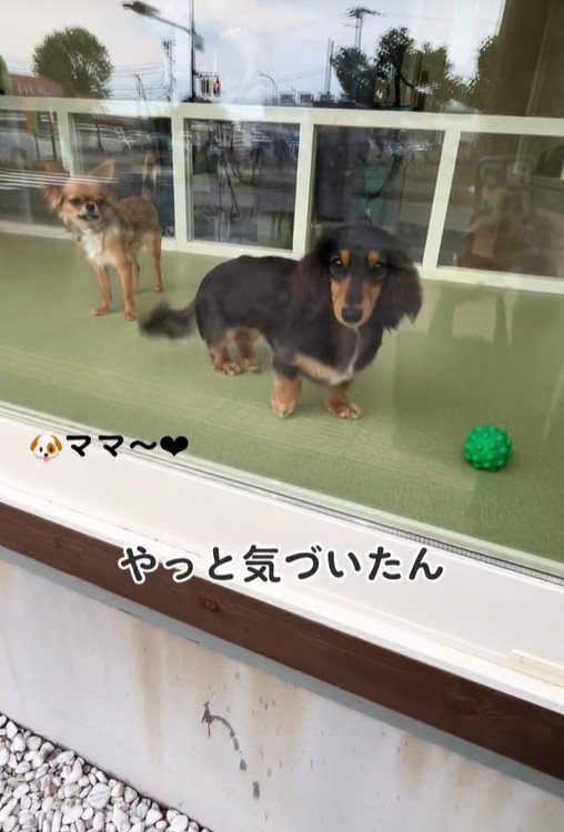 ママがお迎えに来た時のコロンちゃん9