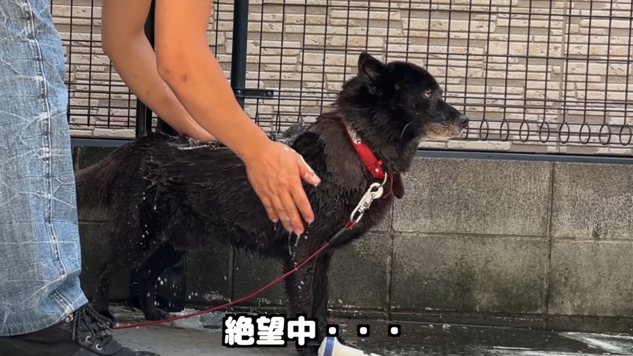 シャンプーが始まって絶望！