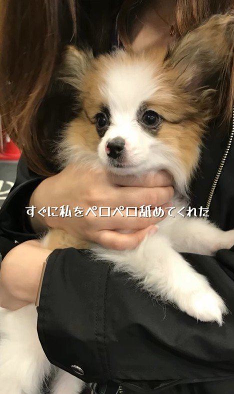 そらちゃんを迎えてからの日々2