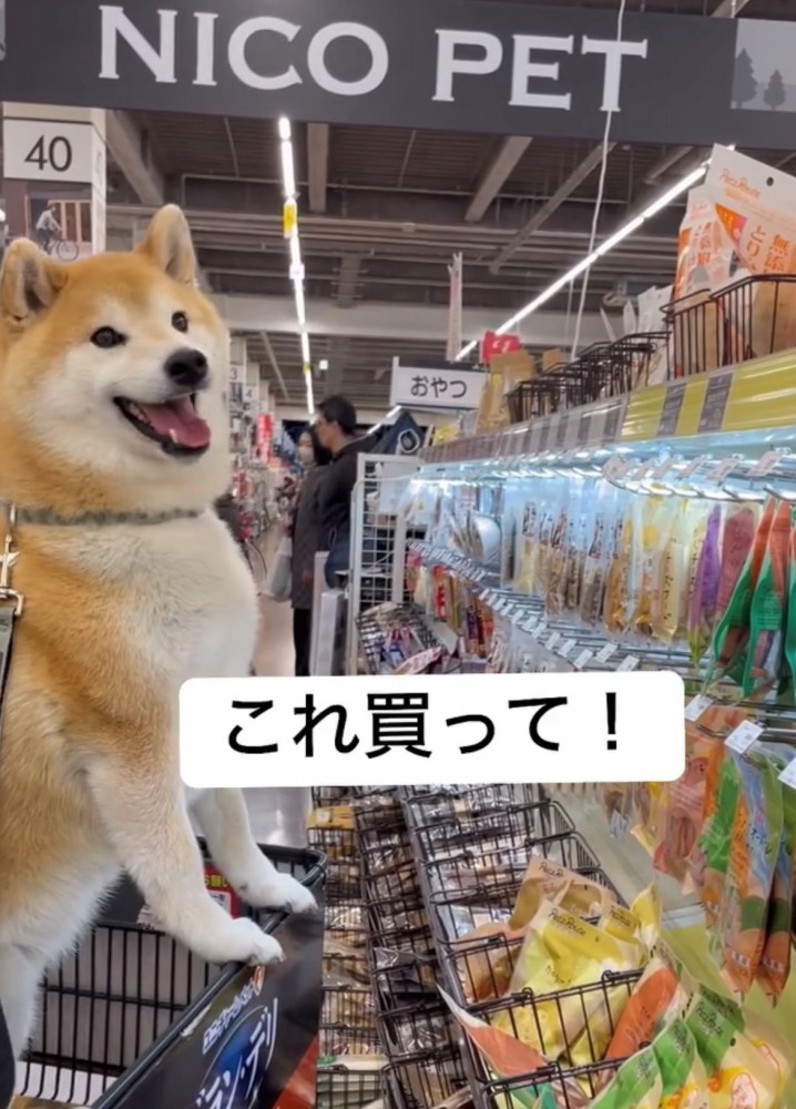 こちらを見て満面の笑みを浮かべる犬