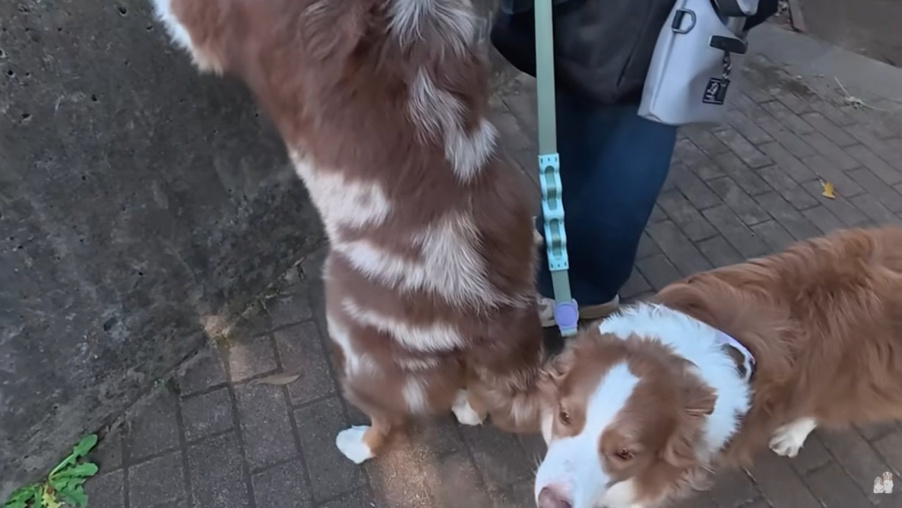 興味のないリーリエちゃん