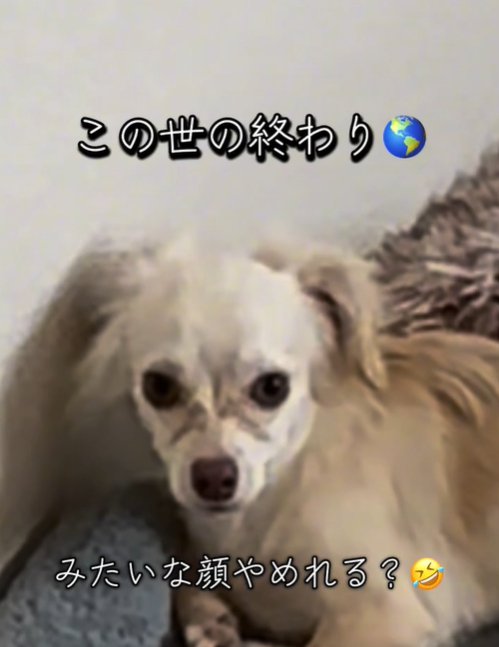 反省する犬2