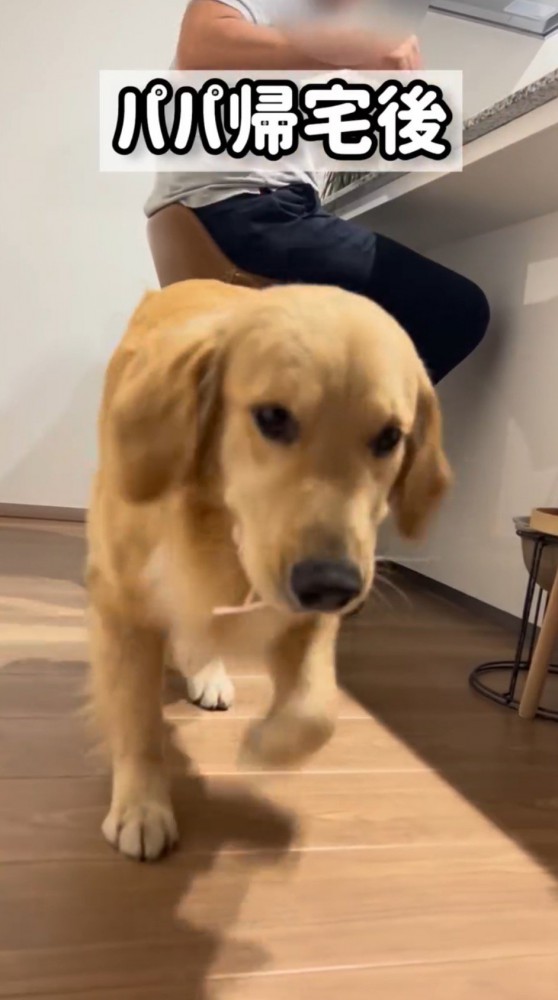 男性に頭をなでてもらえて満足そうな表情の大型犬