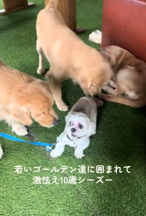 大型犬に囲まれたしろ君