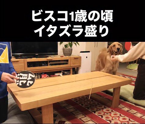 卓球をした時のビスコくん