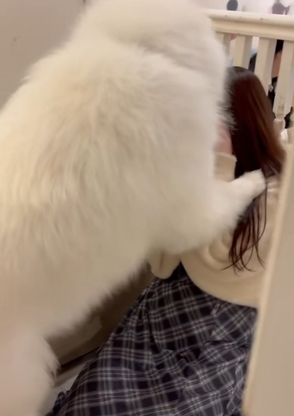 体にのしかかる大型犬