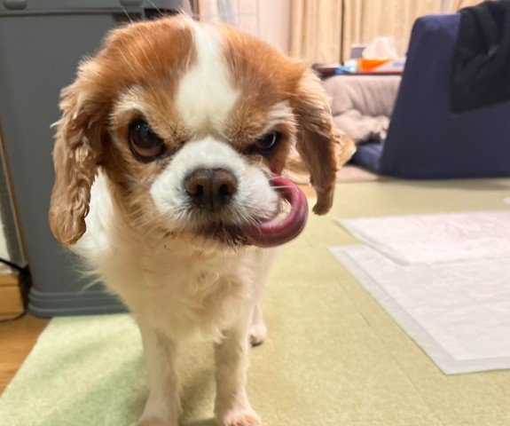 強面すぎるまあるちゃん！！